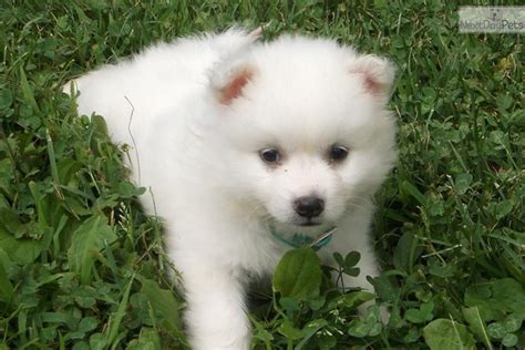 miniature american eskimo puppies for sale